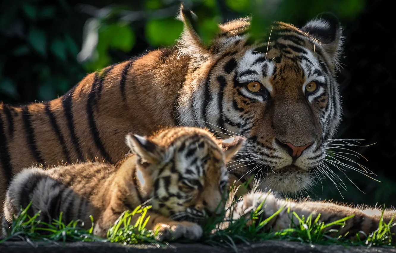 Photo wallpaper tiger, cub, kitty, tiger