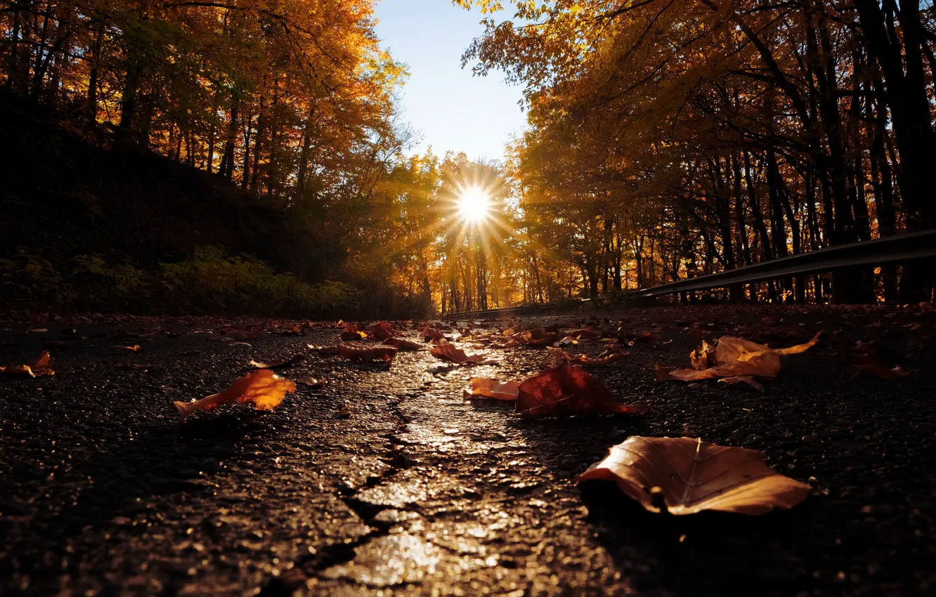 Photo wallpaper autumn, leaves, street