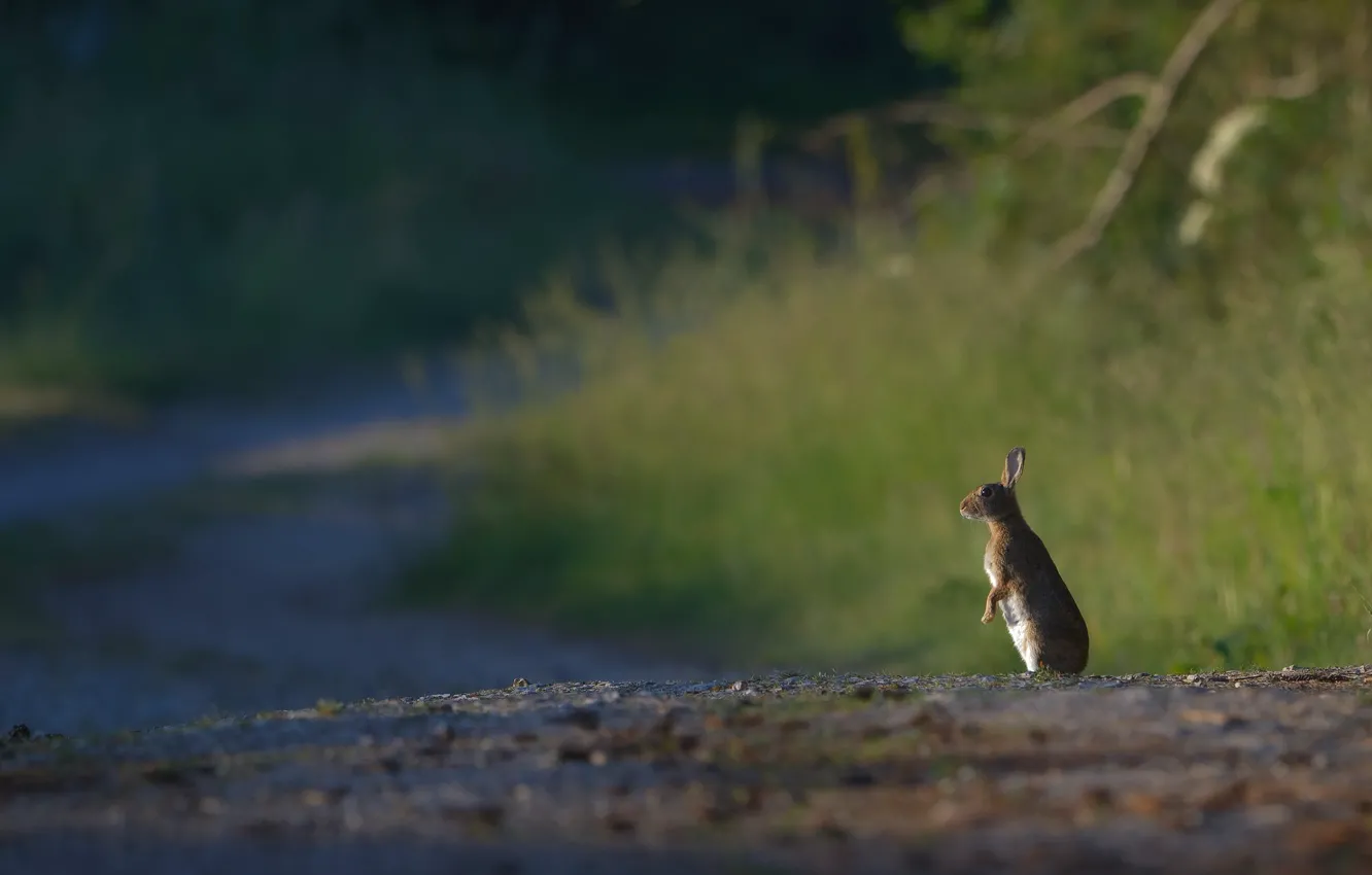 Photo wallpaper road, grass, nature, hare, profile, Bunny, stand
