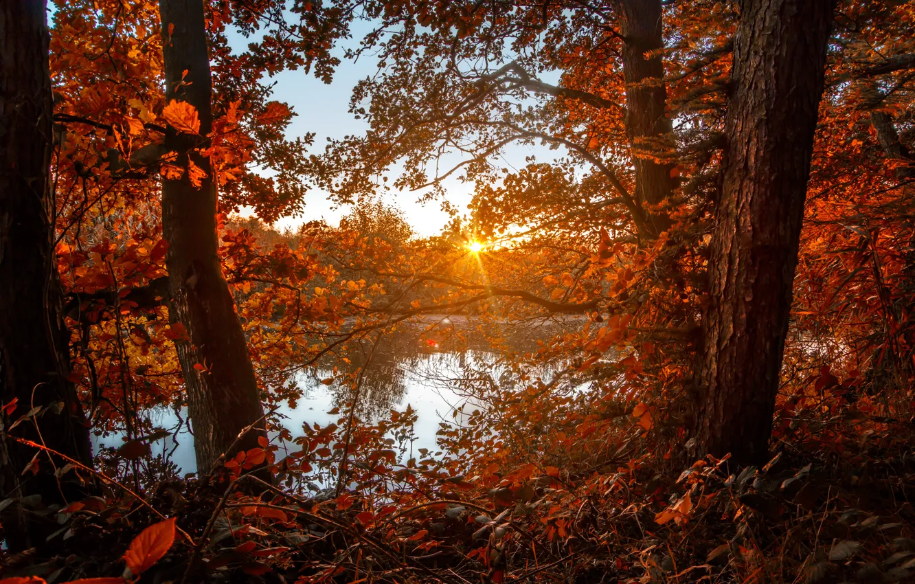 Photo wallpaper autumn, forest, the sun, lake, foliage, colors, forest, Autumn