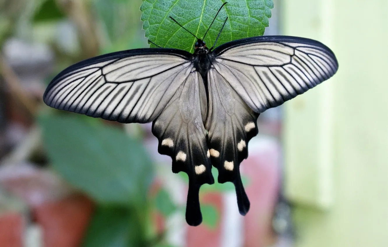 Photo wallpaper leaves, butterfly, wings, beautiful, closeup