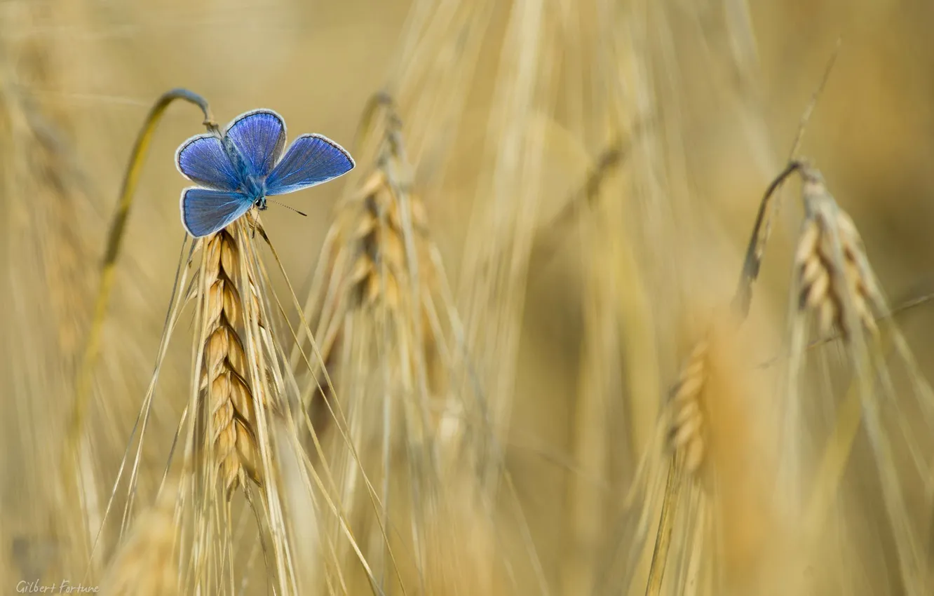 Photo wallpaper field, butterfly, color, ears