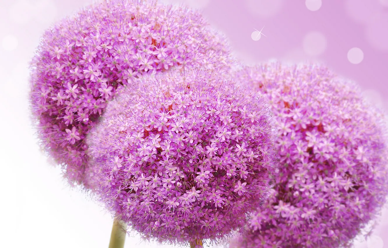 Photo wallpaper flowers, lilac flowers, flowers lilac flowers