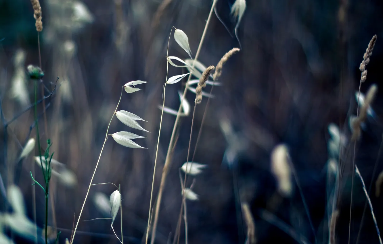 Photo wallpaper field, grass, macro, spikelets, dry