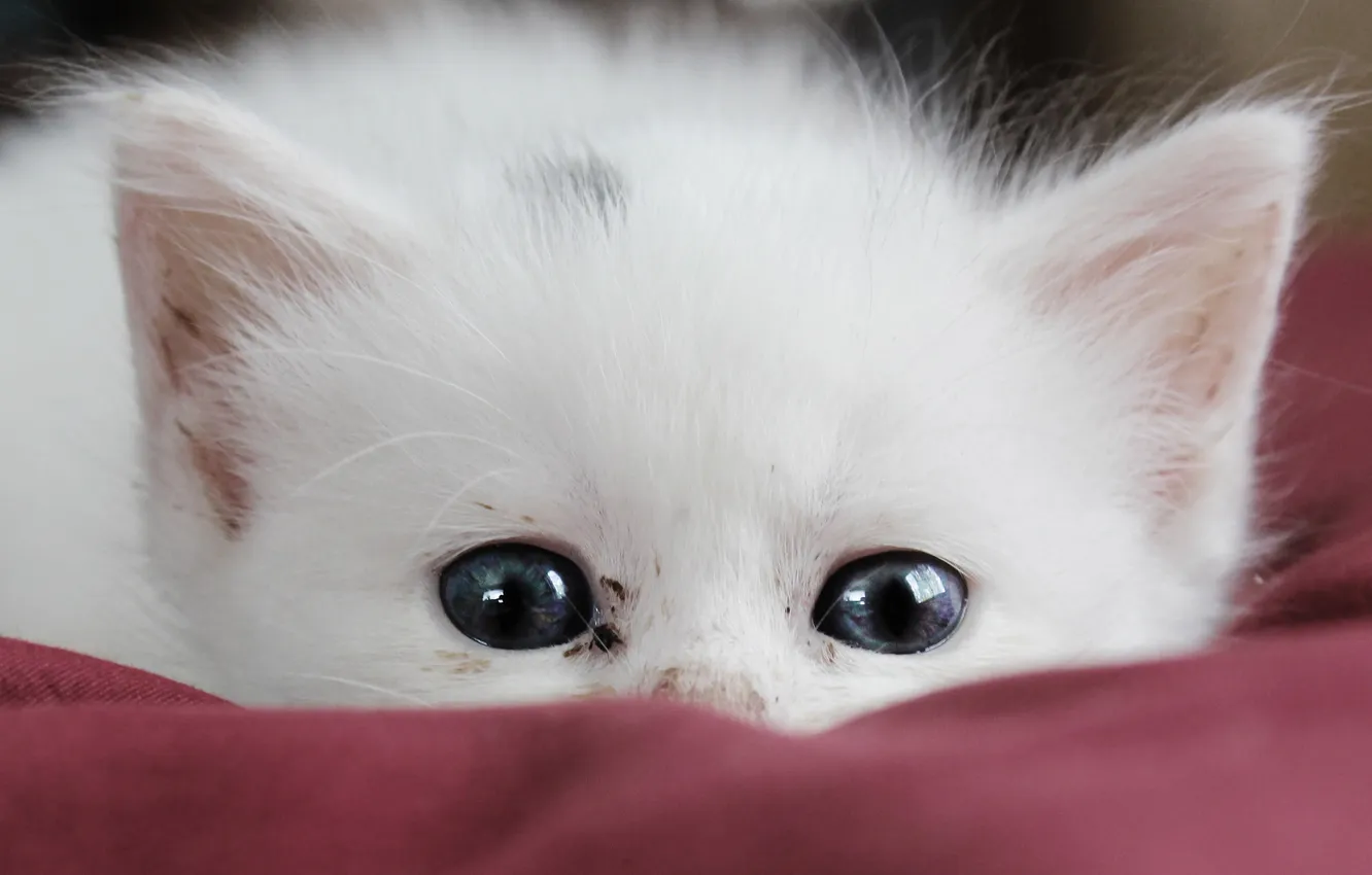 Photo wallpaper white, cat, kitty, hiding