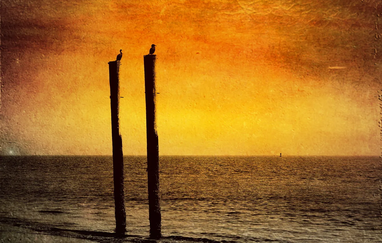 Photo wallpaper sea, landscape, sunset, style, bird