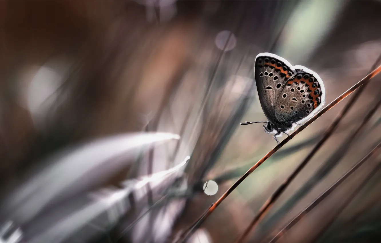 Photo wallpaper grass, nature, brown, autumn, blur, buterfly