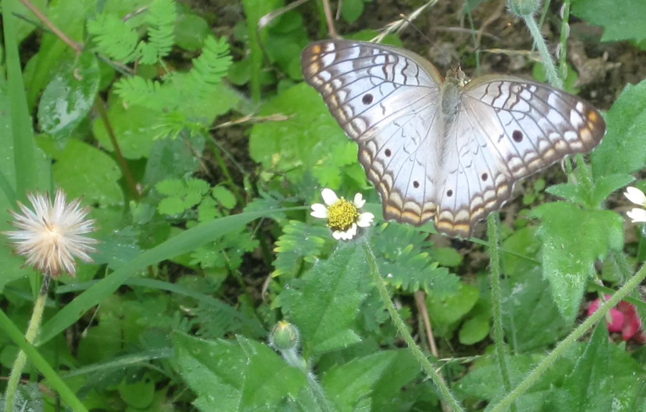 Photo wallpaper flying, butterfly, garden