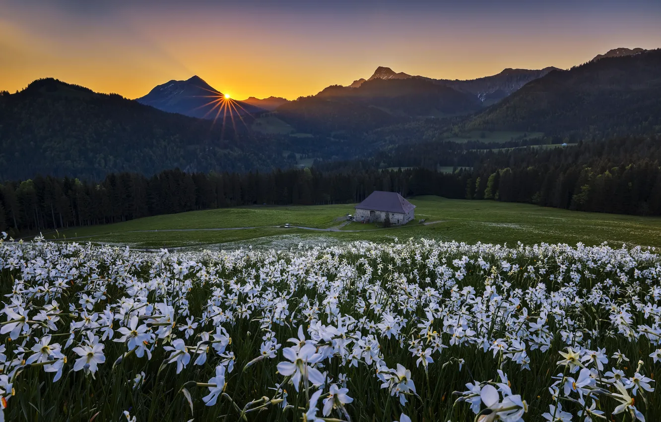 Photo wallpaper field, flowers, mountains, house, daffodils