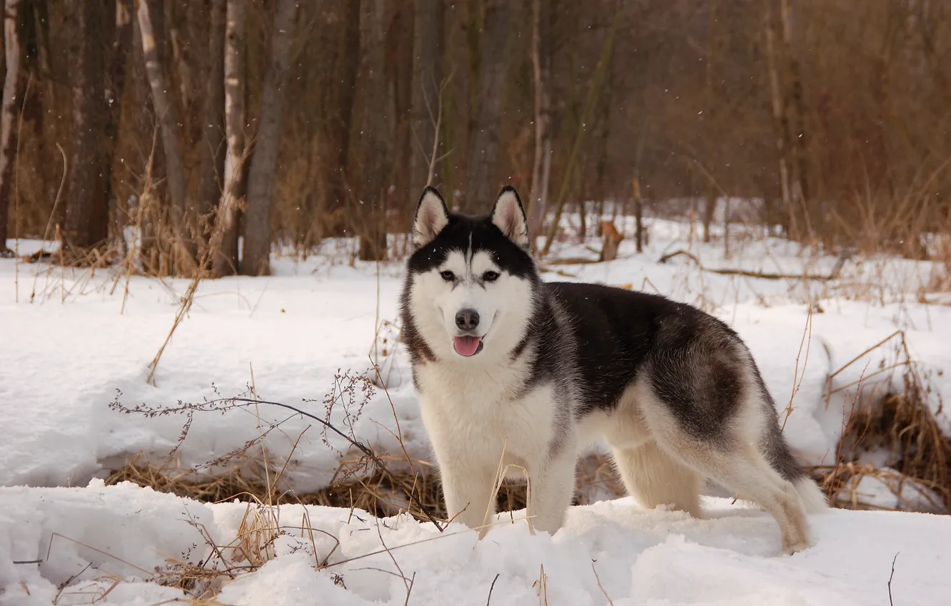 Photo wallpaper winter, snow, dog, husky
