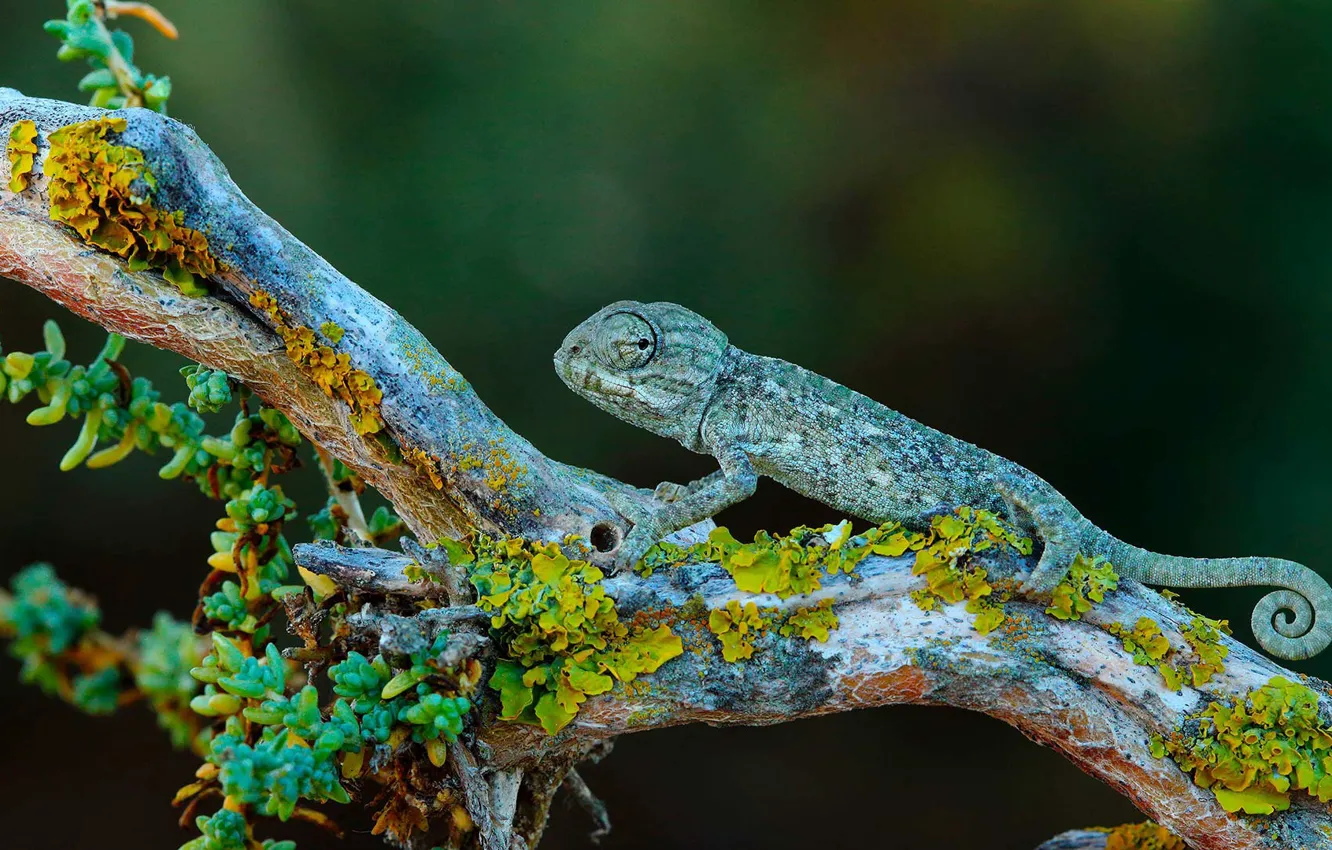 Photo wallpaper nature, chameleon, branch, Spain