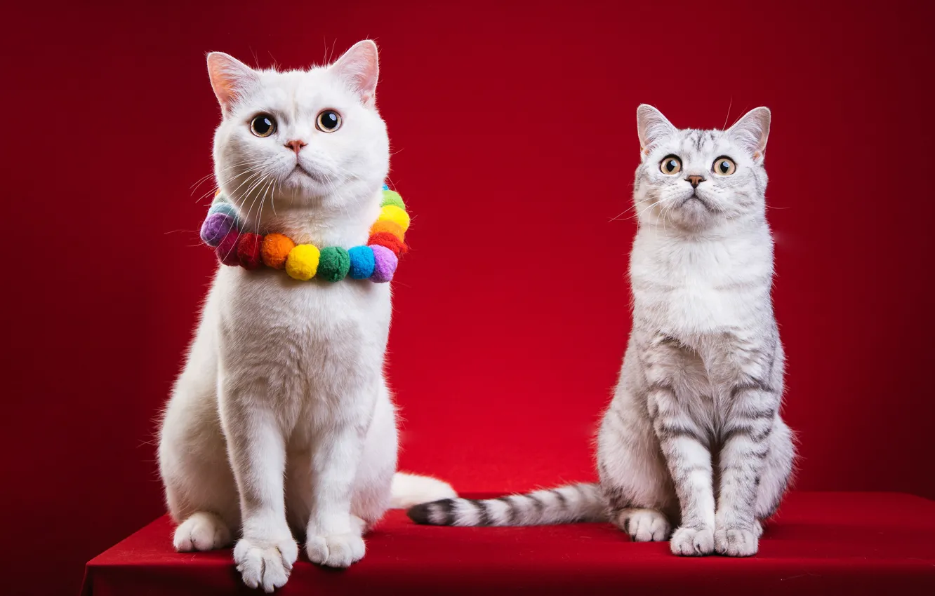 Photo wallpaper cat, cat, cats, two, pair, beads, white, decoration