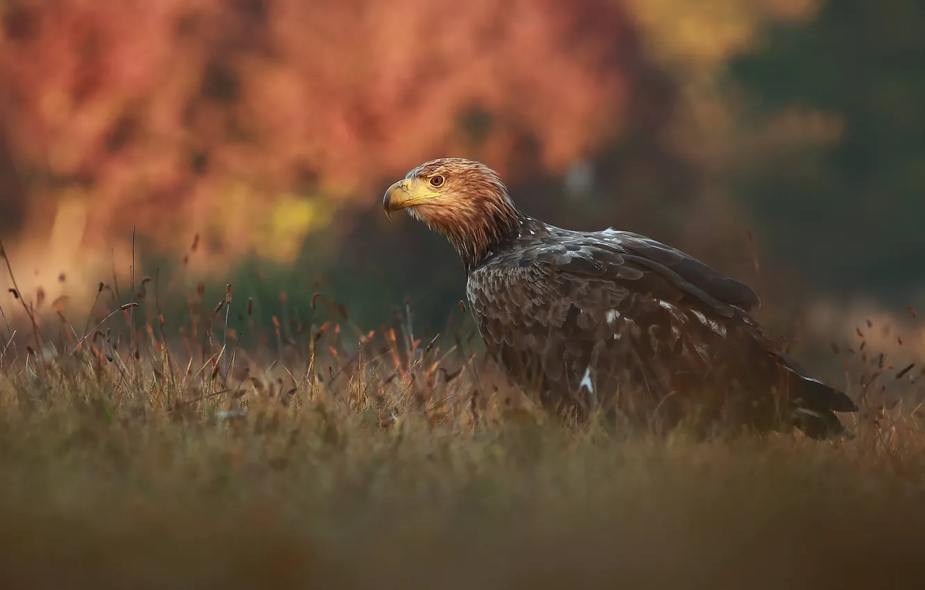 Photo wallpaper autumn, grass, nature, bird, predator, Falcon, Lukasz Sokol