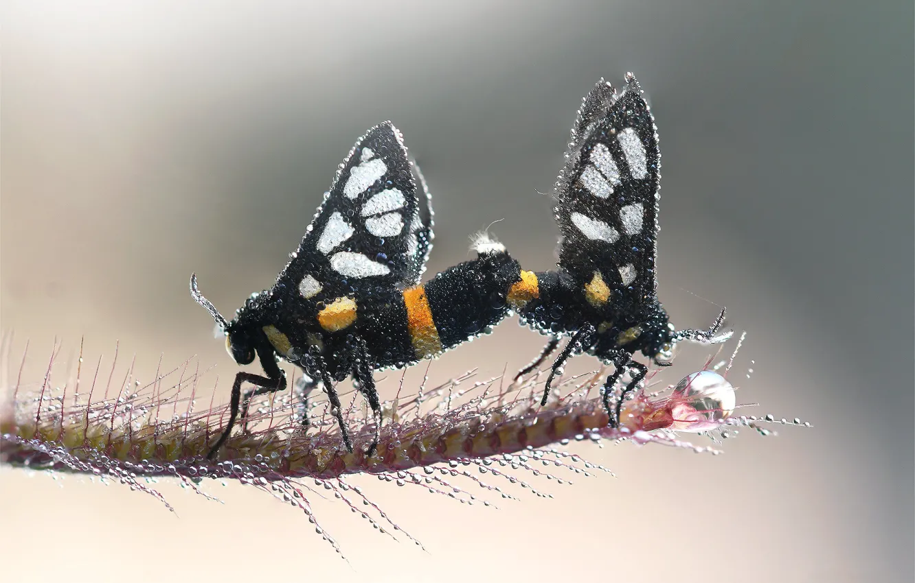 Photo wallpaper drops, macro, Rosa, butterfly, black, two, pair, insect