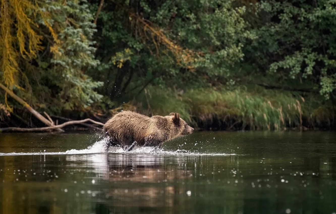 Photo wallpaper forest, water, squirt, nature, pose, shore, bear, bathing