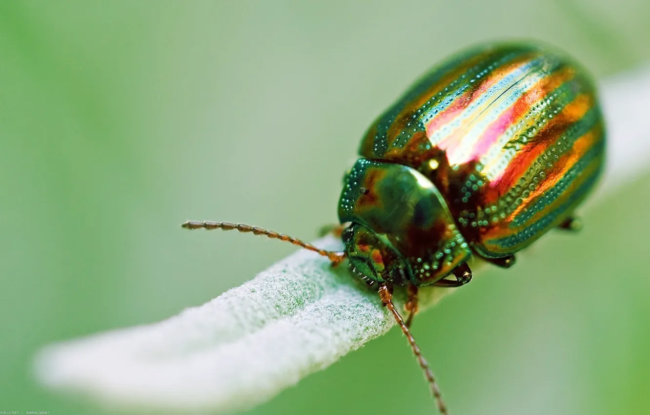 Photo wallpaper macro, green, beetle, insect, Golden