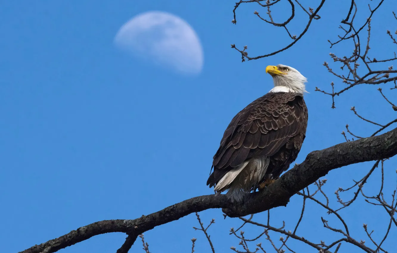 Photo wallpaper the sky, look, branches, blue, tree, bird, eagle, the moon
