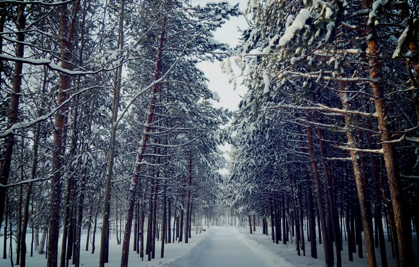 Photo wallpaper winter, autumn, snow, trees, love, landscape, snowflakes, nature