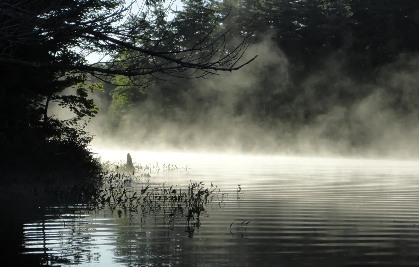 Photo wallpaper forest, the sky, grass, trees, landscape, nature, fog, river