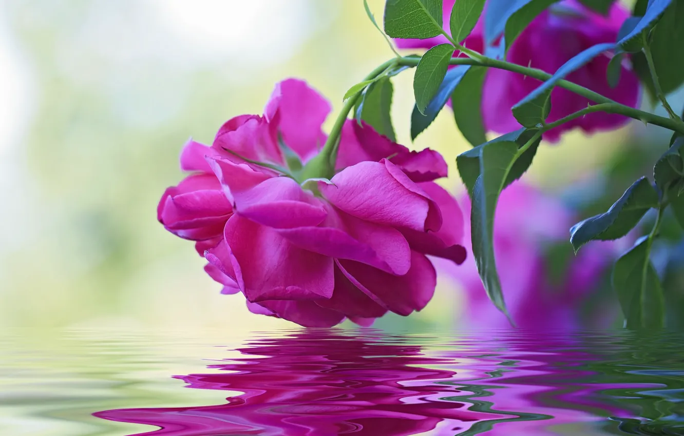 Photo wallpaper water, macro, reflection, rose, Bud
