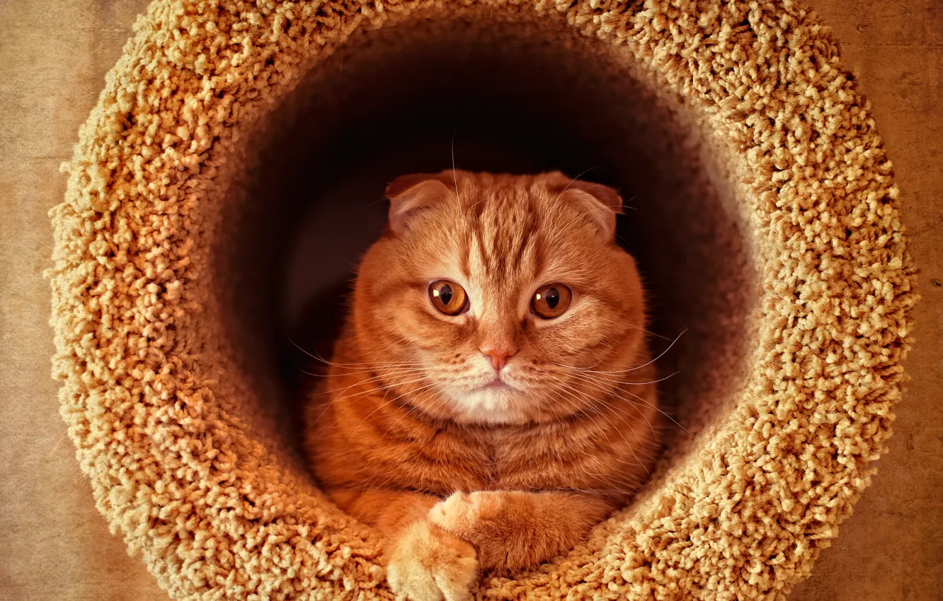 Photo wallpaper portrait, pipe, red, Scottish fold