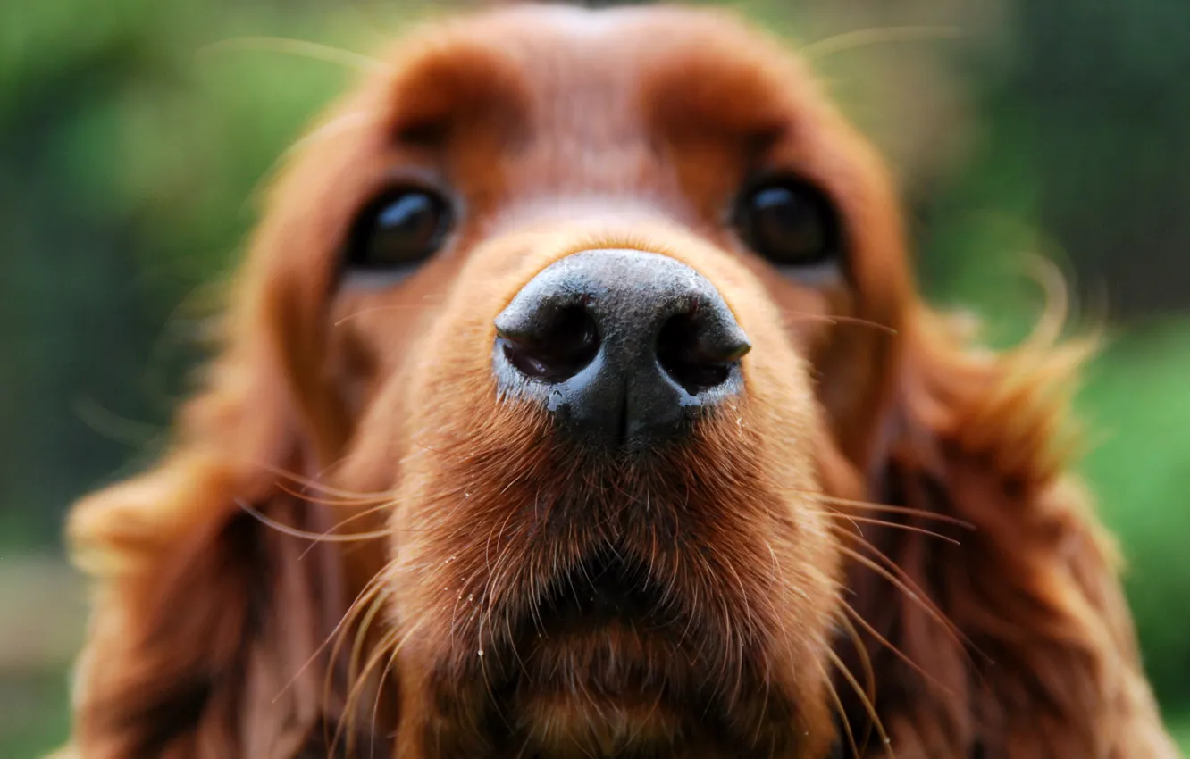 Photo wallpaper face, macro, each, dog, wool, nose, looks, Cocker Spaniel