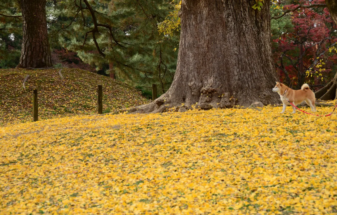 Photo wallpaper autumn, dog, walk, yellow leaves