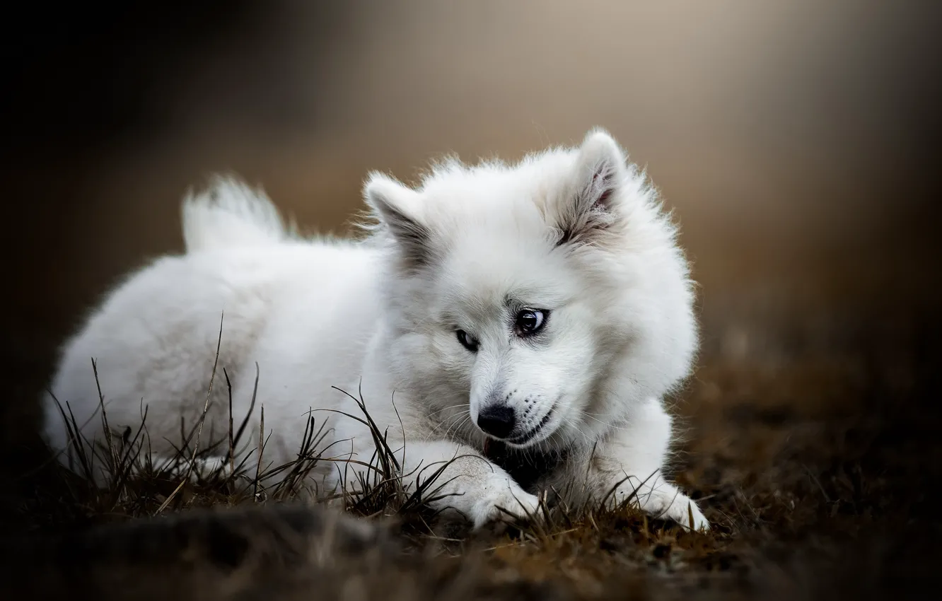 Photo wallpaper white, grass, look, pose, glade, dog, puppy, lies