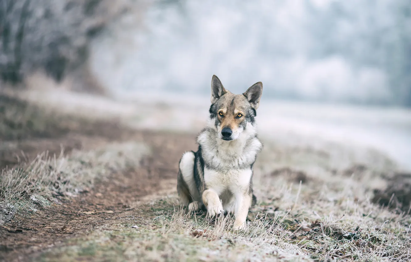 Photo wallpaper winter, frost, grass, look, face, snow, trees, nature