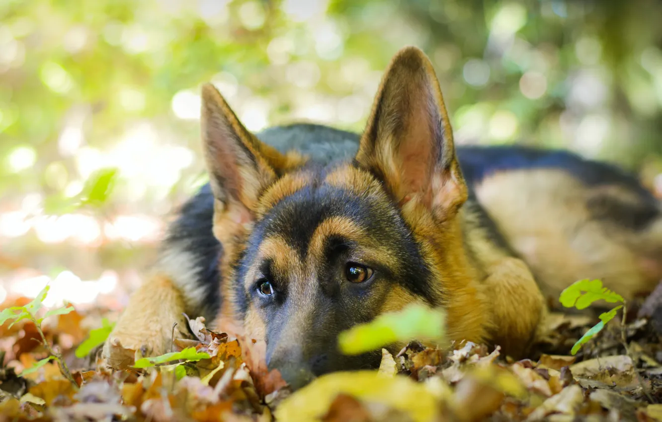 Photo wallpaper look, nature, each, dog