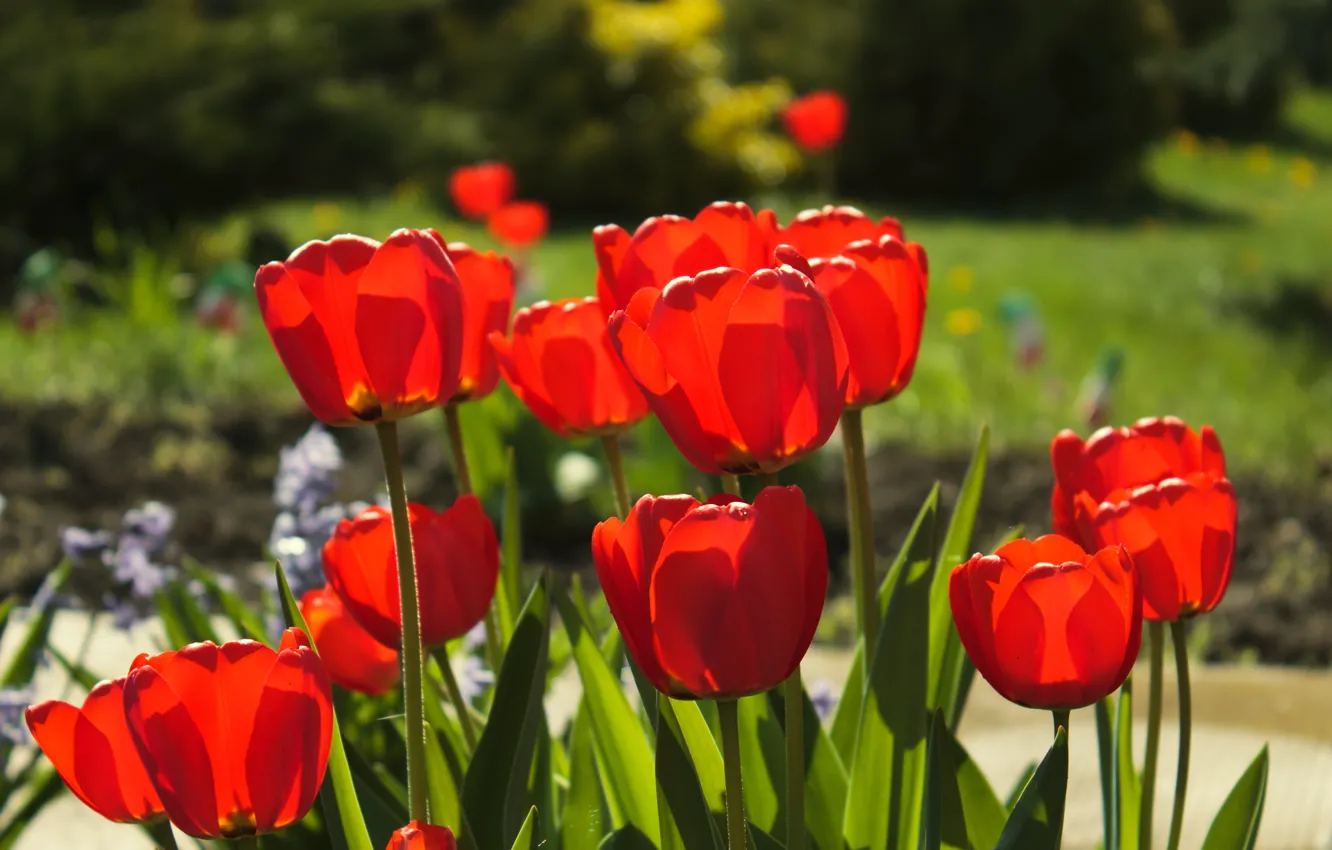 Photo wallpaper spring, tulips, tulips, spring, red tulips, Red tulips