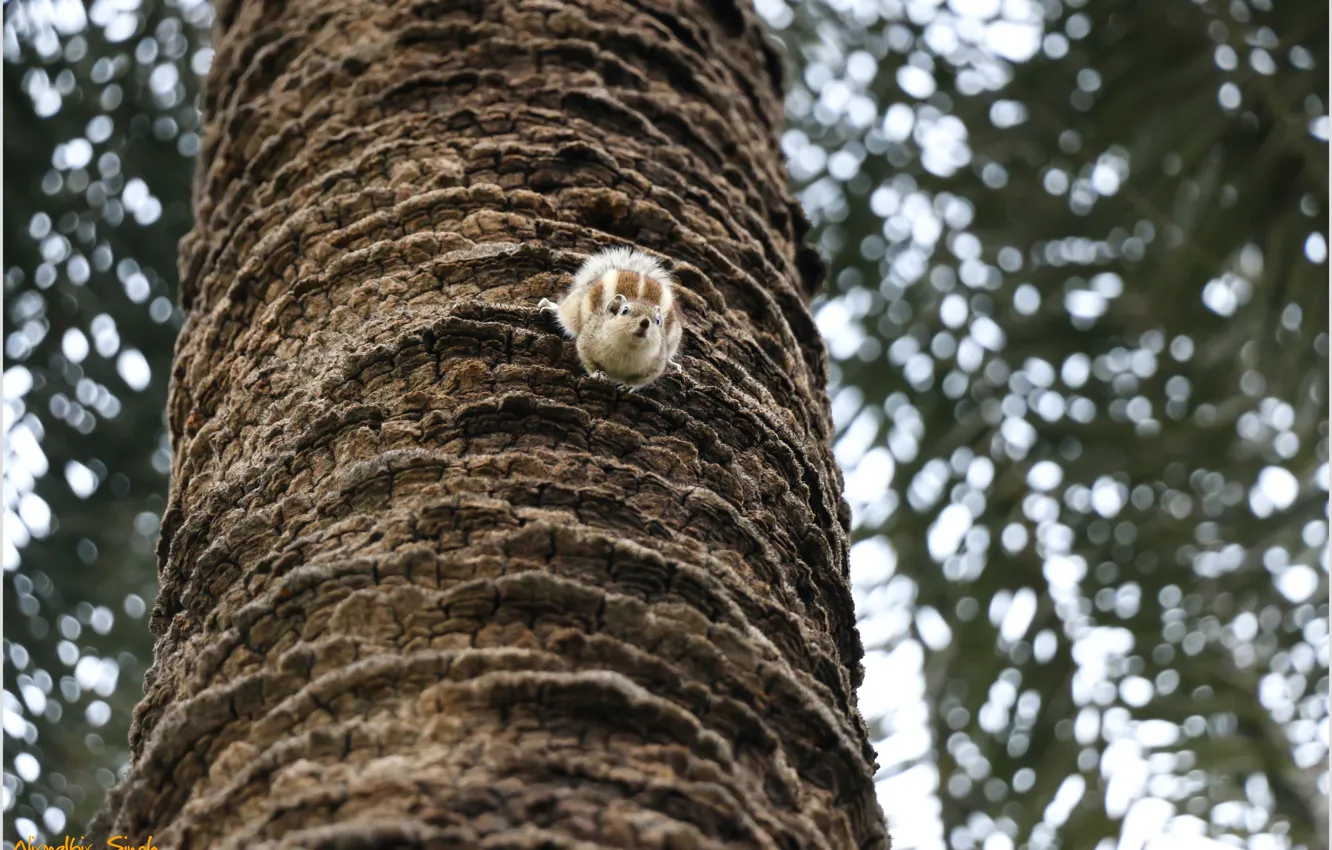 Photo wallpaper colors, nature, leaves, tree, evening, awesome, color, animal