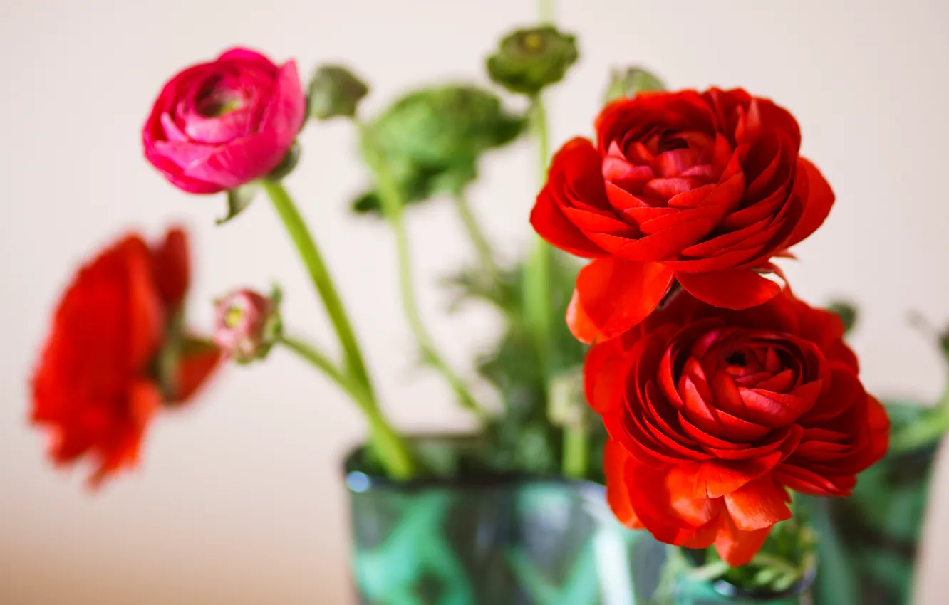 Photo wallpaper flowers, red, bouquet, vase, bokeh, Ranunculus