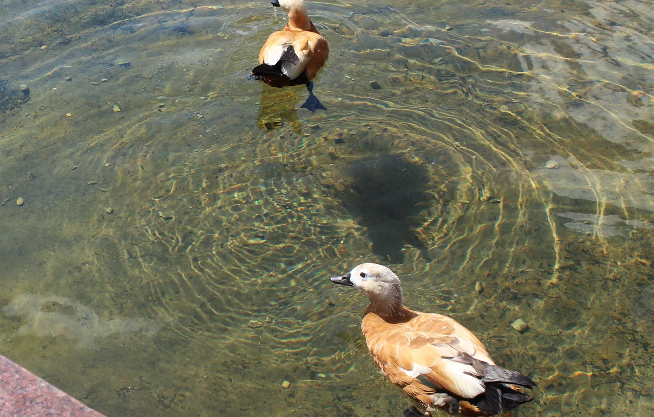 Photo wallpaper water, pond, duck