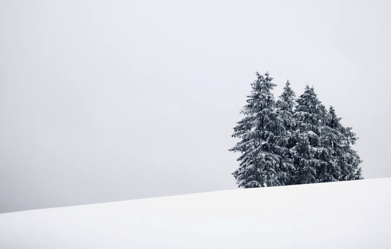 Photo wallpaper winter, snow, tree