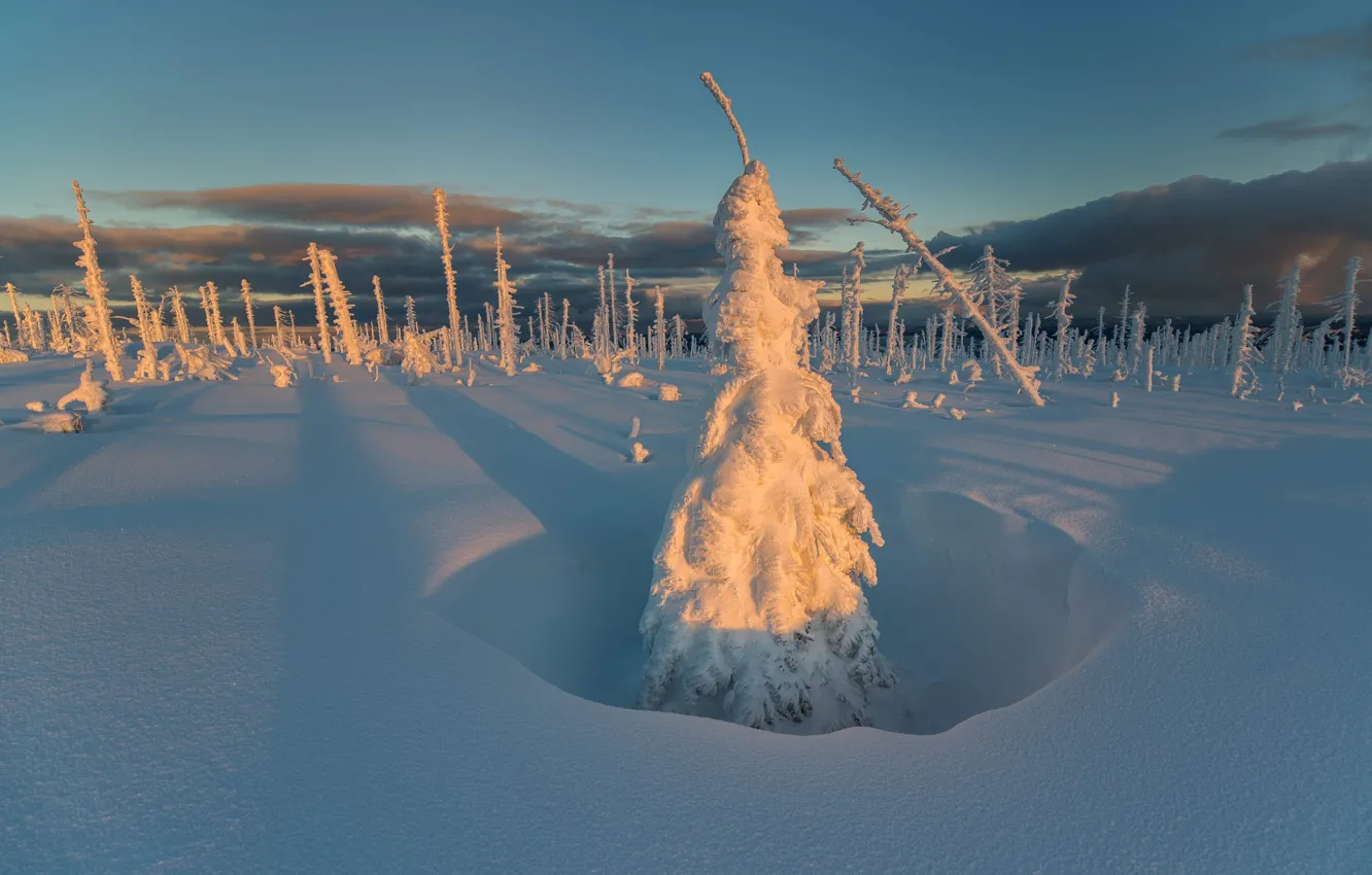 Photo wallpaper winter, frost, forest, clouds, light, snow, in the snow, shadow