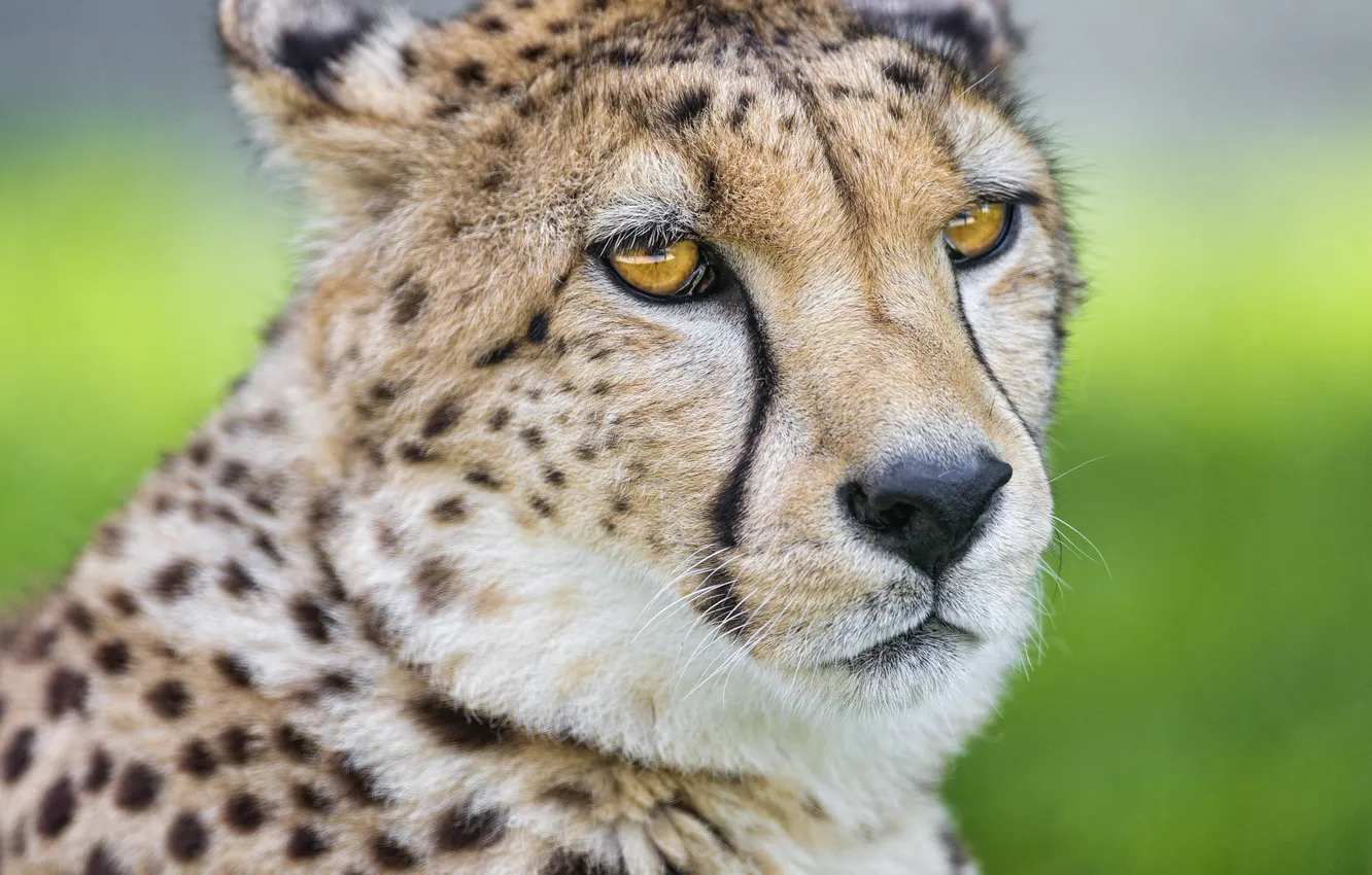 Photo wallpaper cat, face, Cheetah, ©Tambako The Jaguar