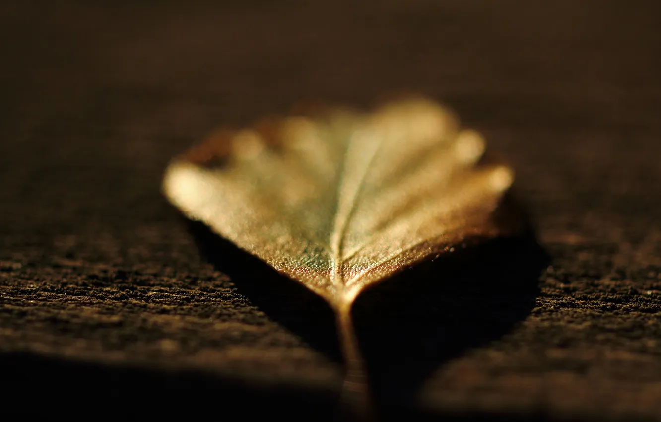 Photo wallpaper autumn, macro, nature, leaf