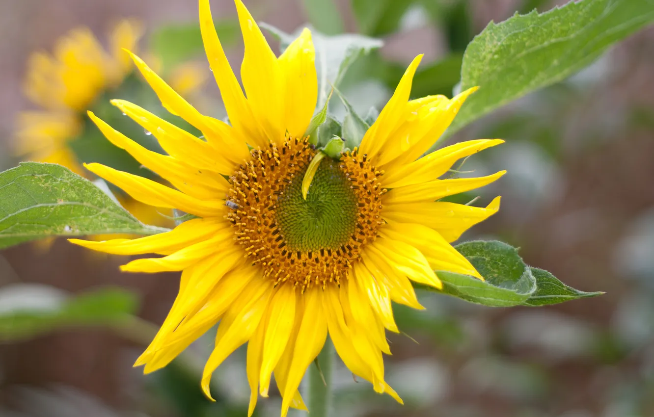 Photo wallpaper sunflowers, yellow, petals