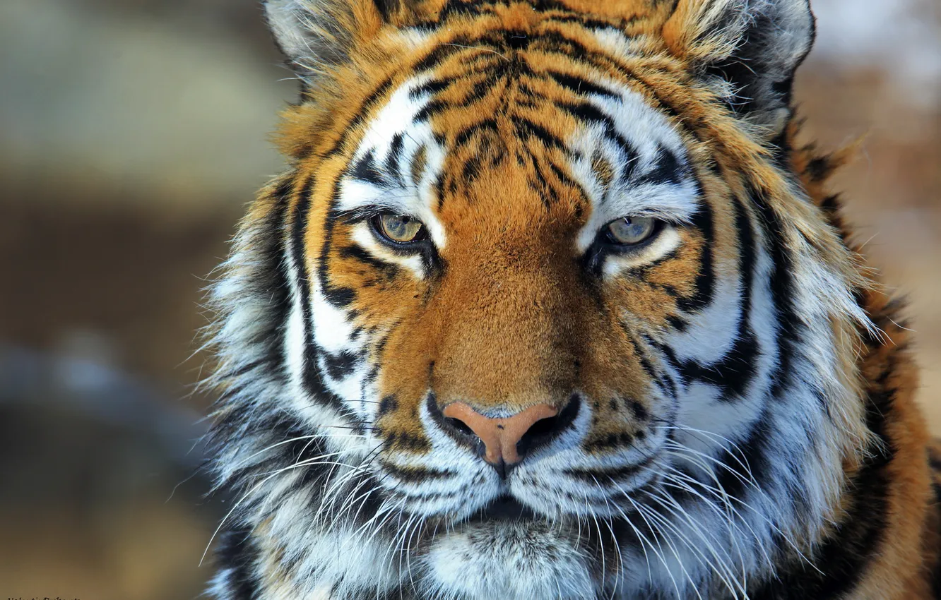 Photo wallpaper face, strips, tiger, Amur