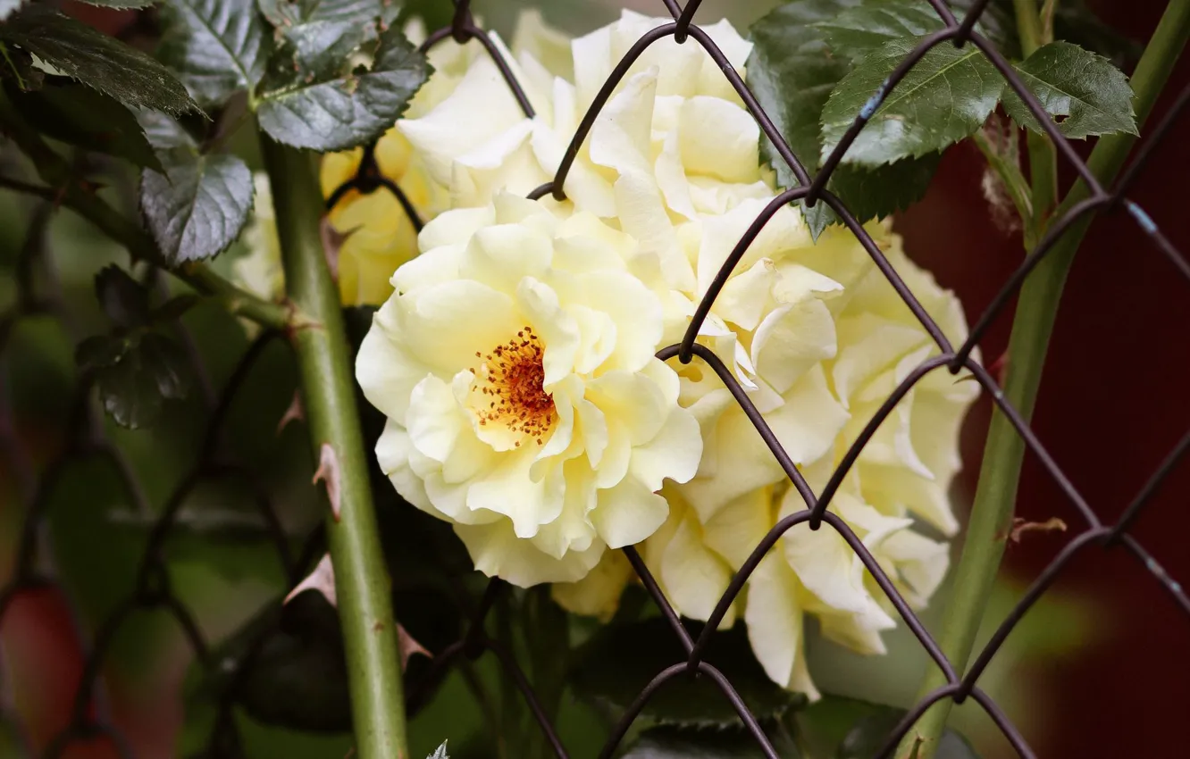 Photo wallpaper white rose, stems with thorns, mesh netting