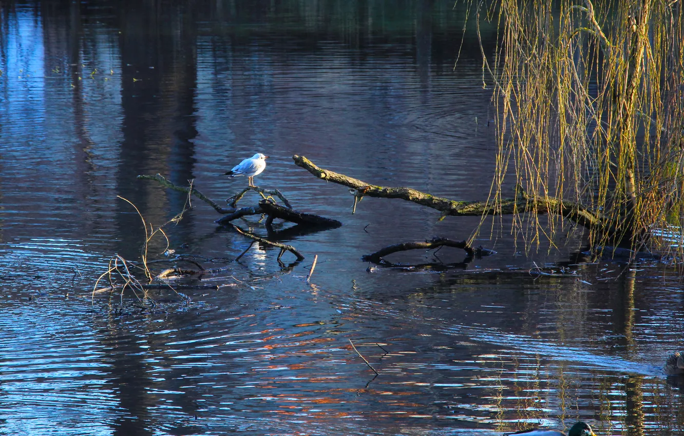Photo wallpaper bird, water, lake