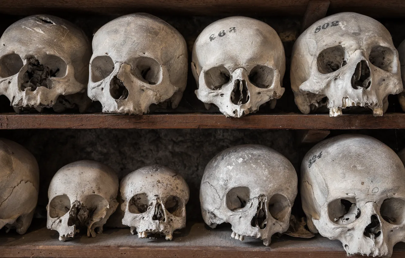 Photo wallpaper background, skull, head