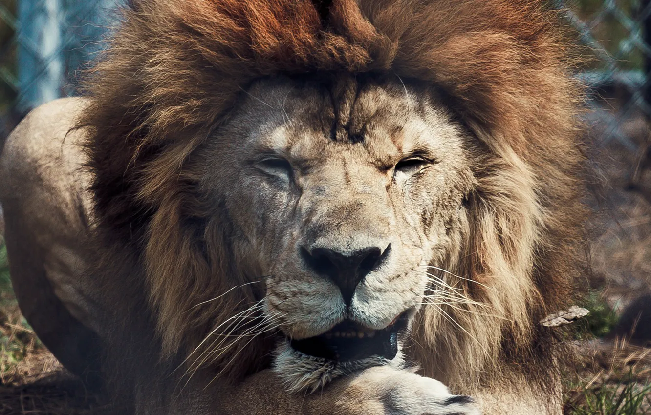 Photo wallpaper animals, predators, Leo, the king of beasts, wild cats, lions, animals, lion