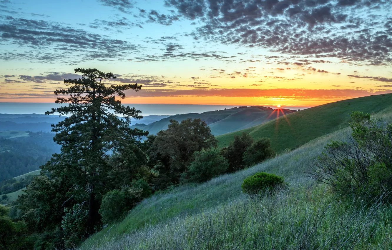 Photo wallpaper trees, sunset, mountains