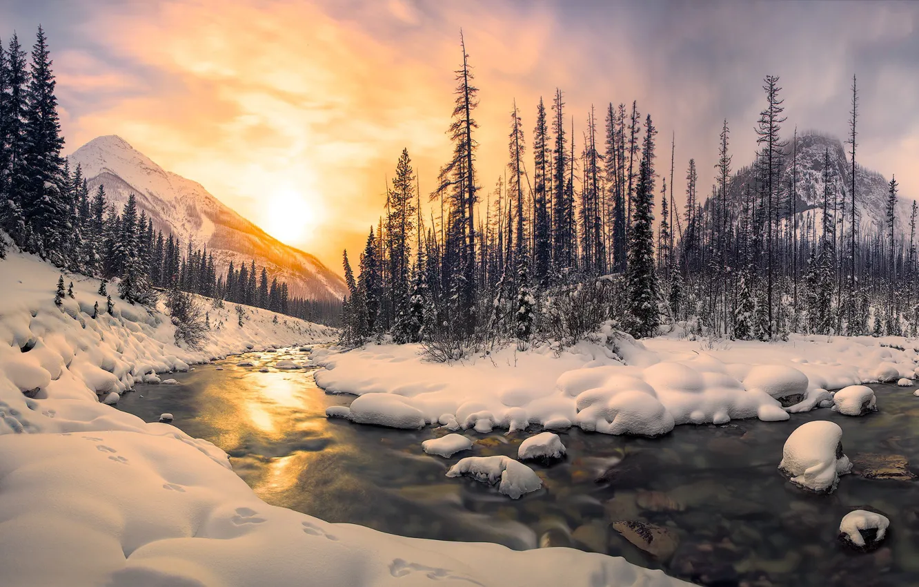 Photo wallpaper winter, forest, the sun, light, snow, mountains, river