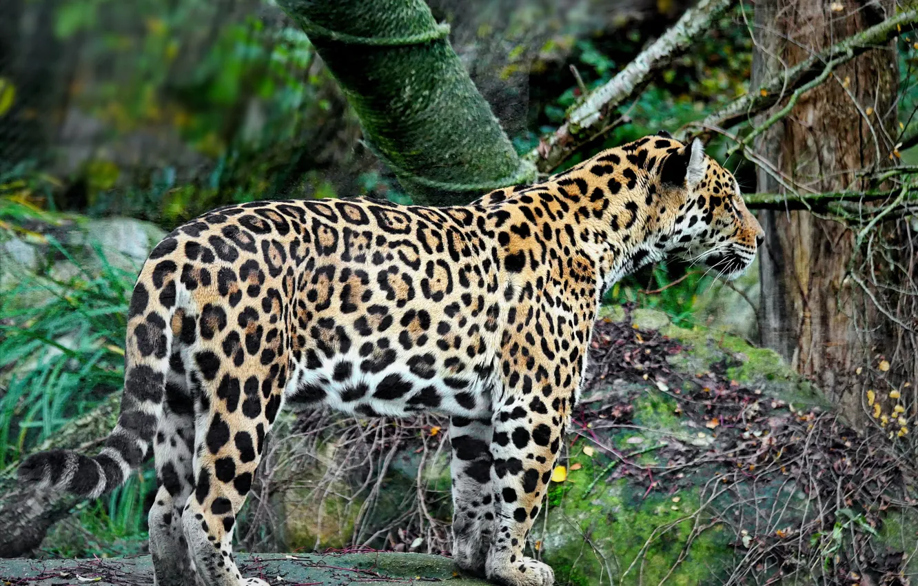 Photo wallpaper predator, Jaguar, fauna