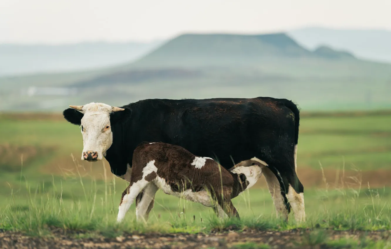 Photo wallpaper field, grass, mountains, fog, cows, baby, bokeh, mother