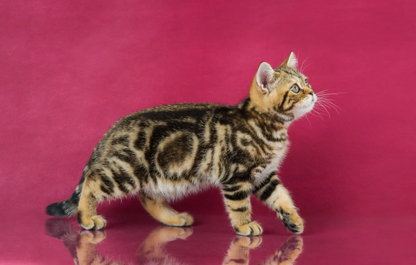 Photo wallpaper cat, look, pose, kitty, face, striped, pink background, Bengal