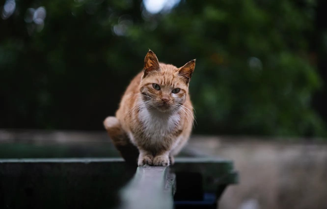 Photo wallpaper cat, cat, look, street, red, sitting, bokeh